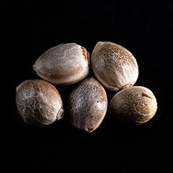 Candy Mayne Feminized Seeds 5 Pack